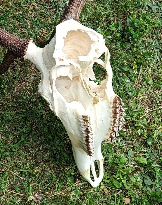 Poroże jelenia - trofeum myśliwskie