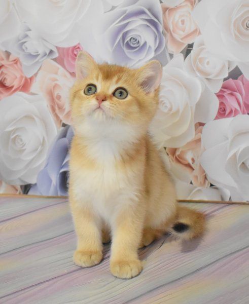 Яркая золотистая шотландочка Фаина