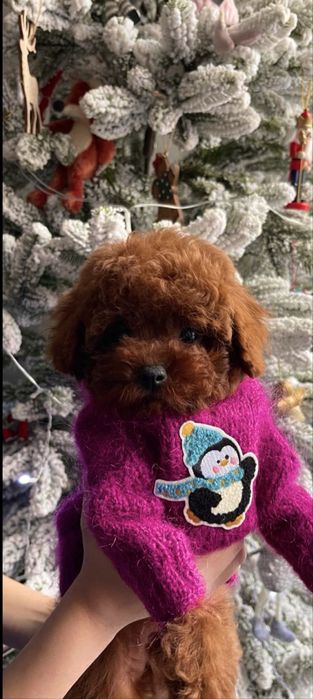 Дівчинка той пудель Китай