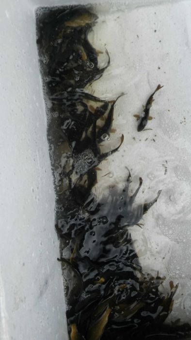 karp królewski szt 10 zł