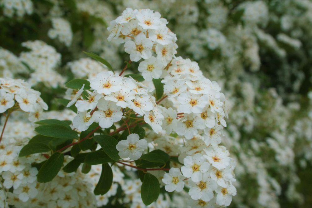 Декоративні кущі , спіреї, дерен, форзиція і інші