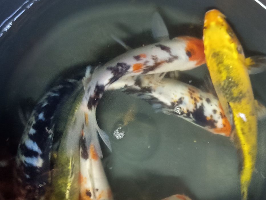 Karp koi w sprzedaży,..