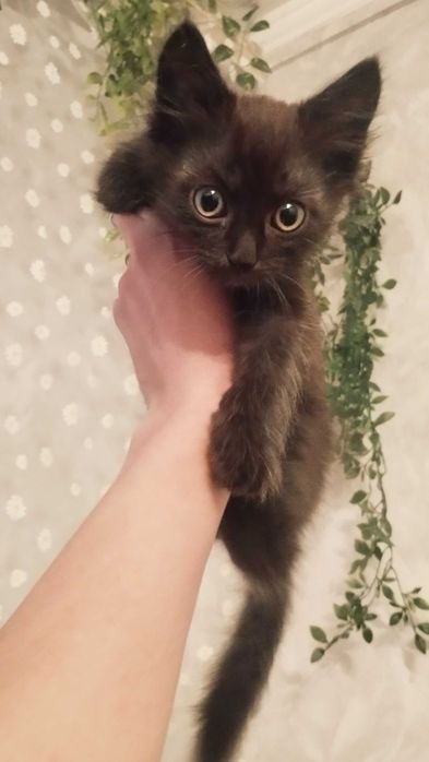 Кошеня шукає дім