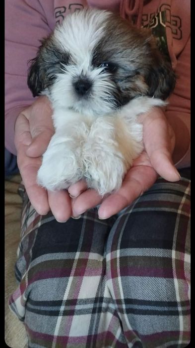 Цуценята Шит-ЦУ. Хлопчик .