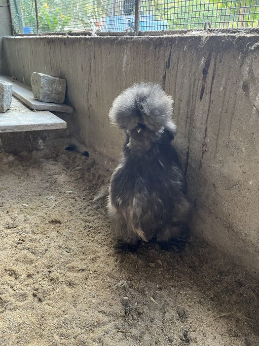 Ovos de sedosas do japão variante  frisada e normal