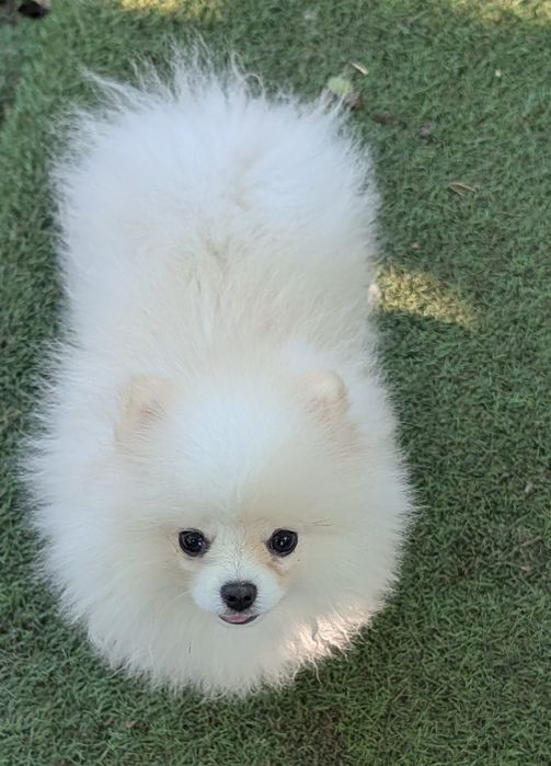 Szpic miniaturowy -pomeranian