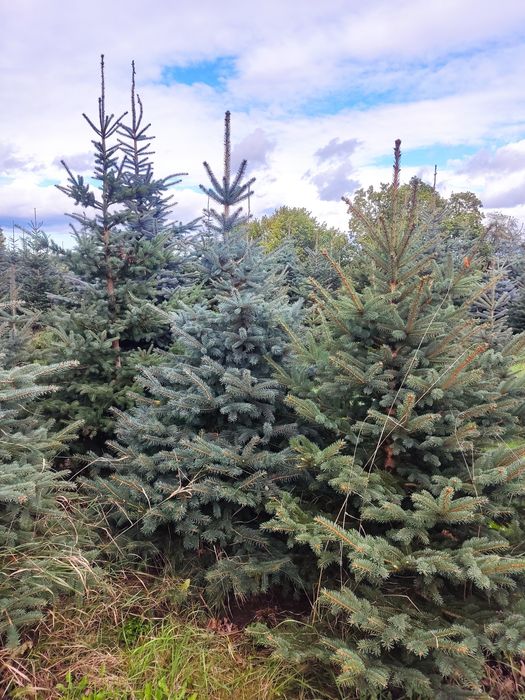 Choinki świerk srebrny