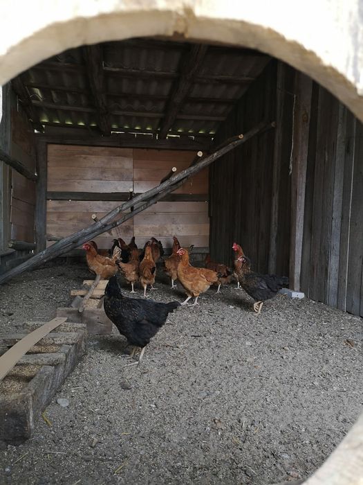 Jajka wiejskie ekologiczne