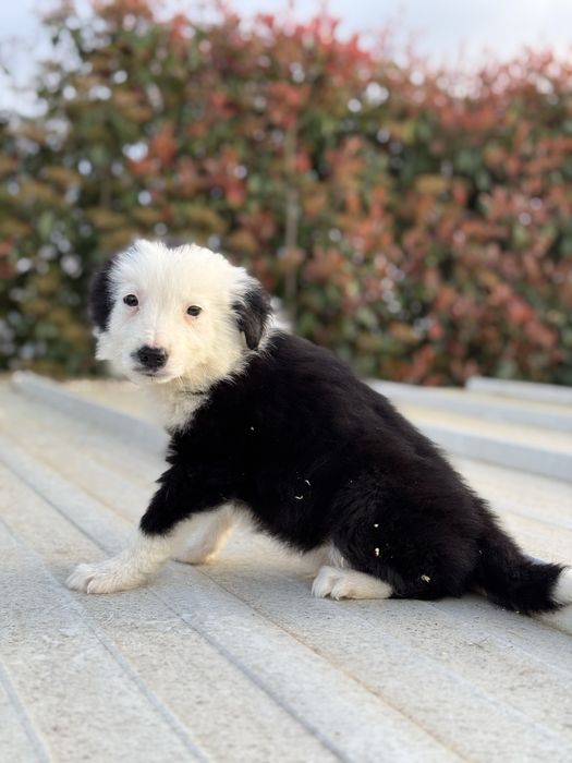 Border Collie TOP