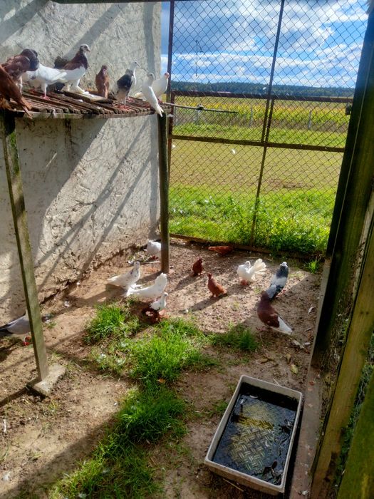 Gołębie ozdobne różne