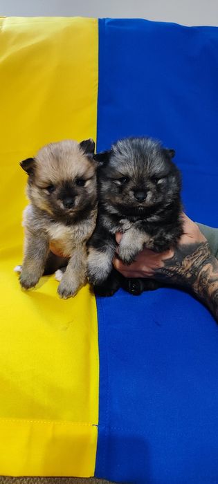 Продам  красунчики ! Малюки