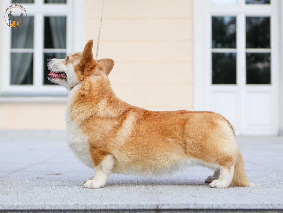 Welsh Corgi Pembroke ZKwP FCI  piesek po CH.PL