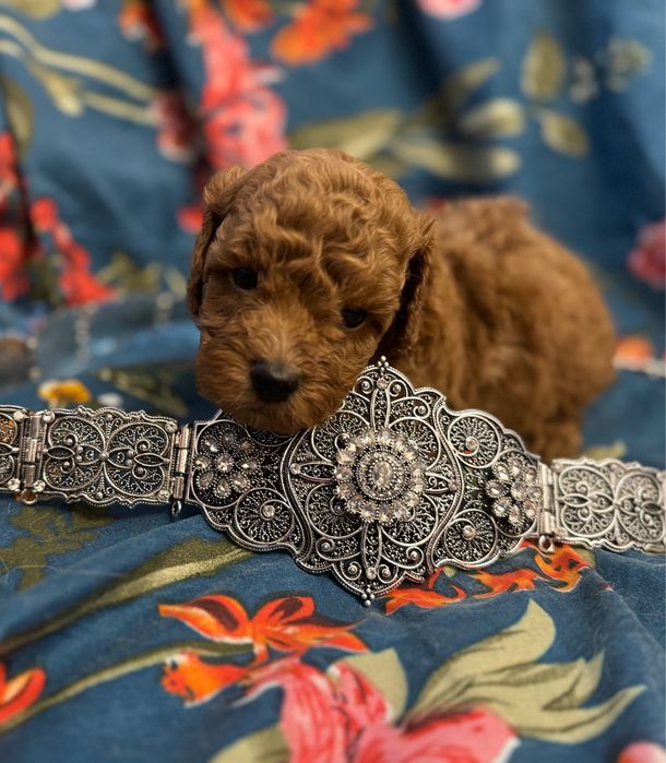 Той пудель на долоню