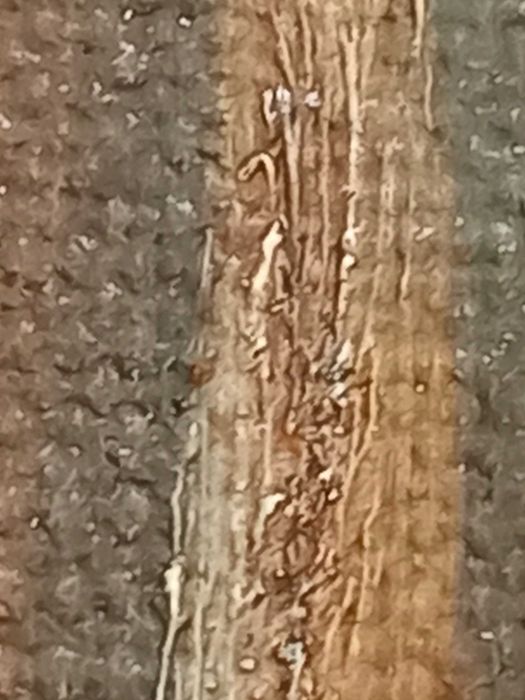 Картина икона Благовещение Пресвятой Богородицы