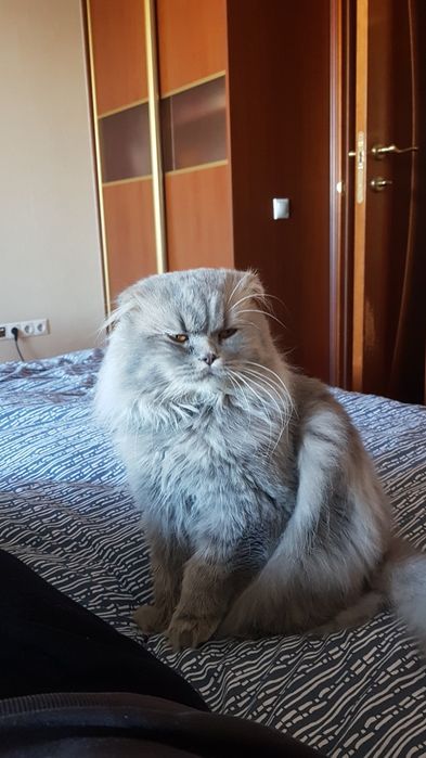 Вязка кот вислоухий ищет невесту