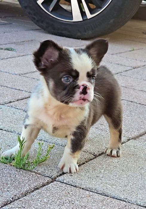 Bulldog Francês Fluffy Fêmea