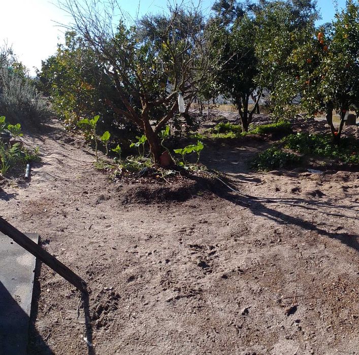 Limpeza de palmeiras e pinheiro e outros