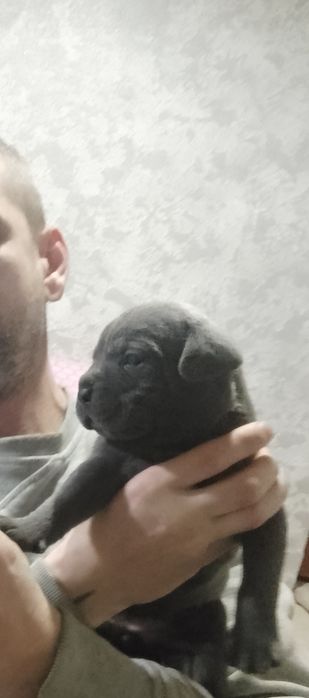 Бронювання кане корсо