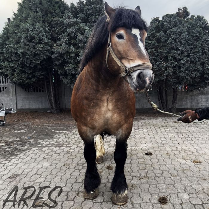 Ogier sztumski zimnokrwisty