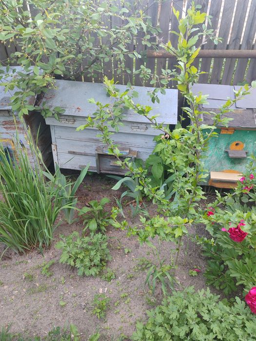Продам б/у вулики Українка