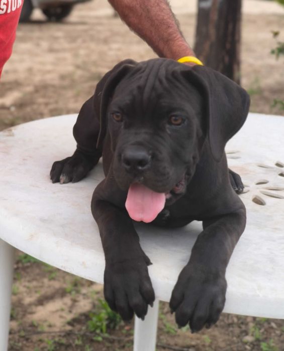 Cane Corso Italiano com LOP