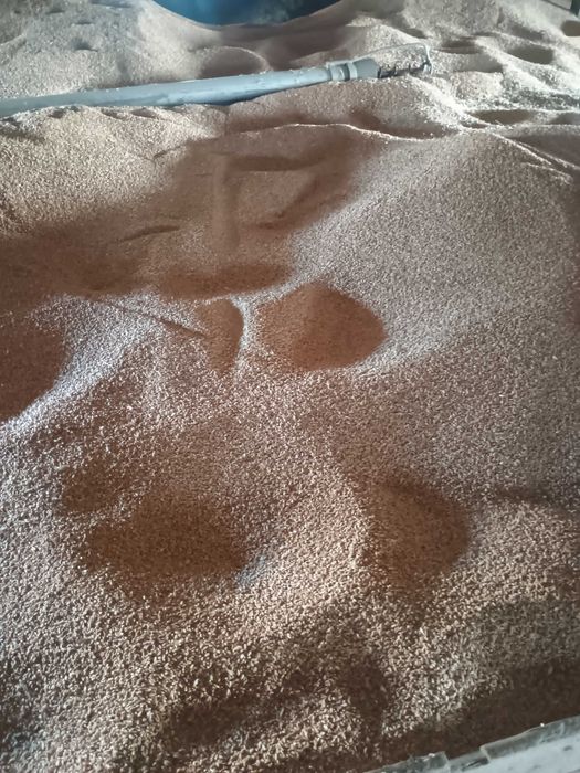 Pszenica jara  Tybalt