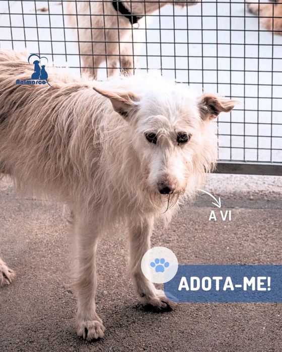 Vi cadela de porte medio