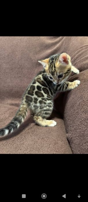 Кошенятко Бенгала