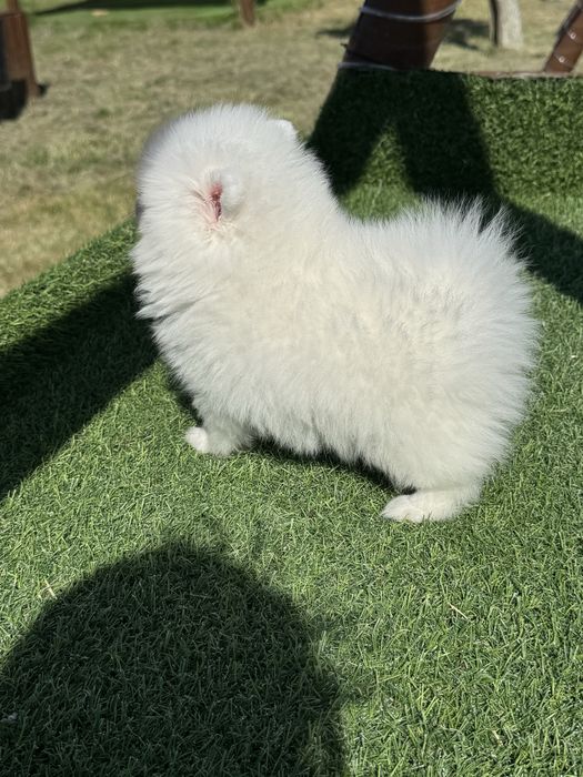 Spitz Alemão Anão MINI Fêmea
