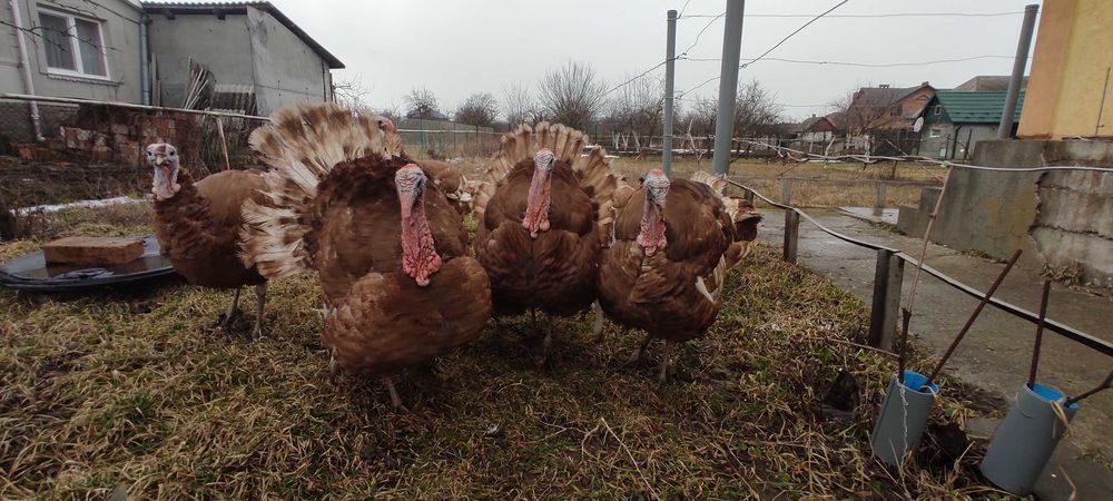 Індики Бурбони 12 місяців