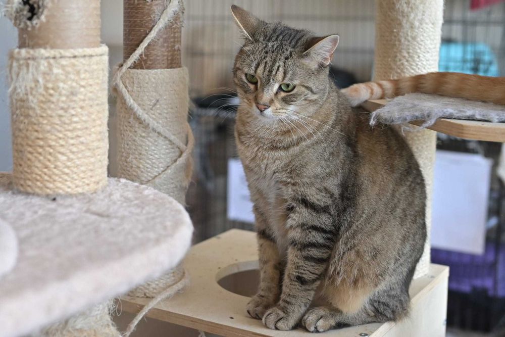 Misio spokojny burasek szuka cichego i kochającego domu