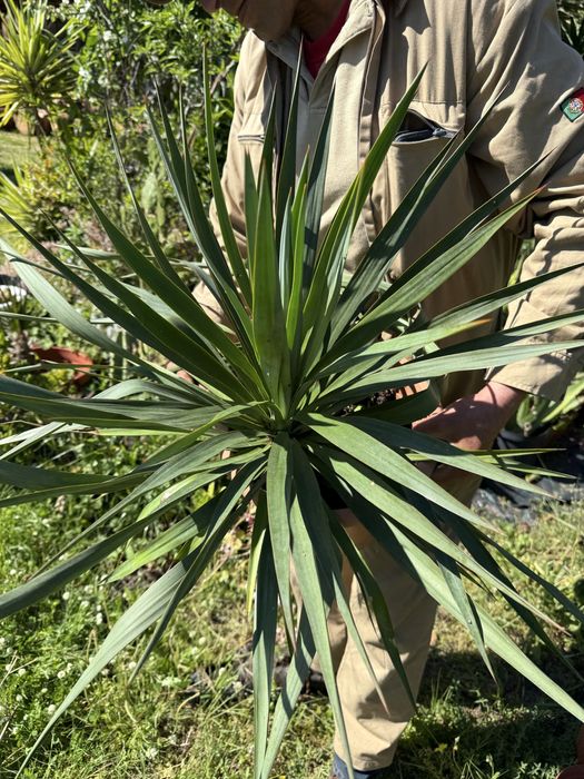 Yucca gloriosa ornamental