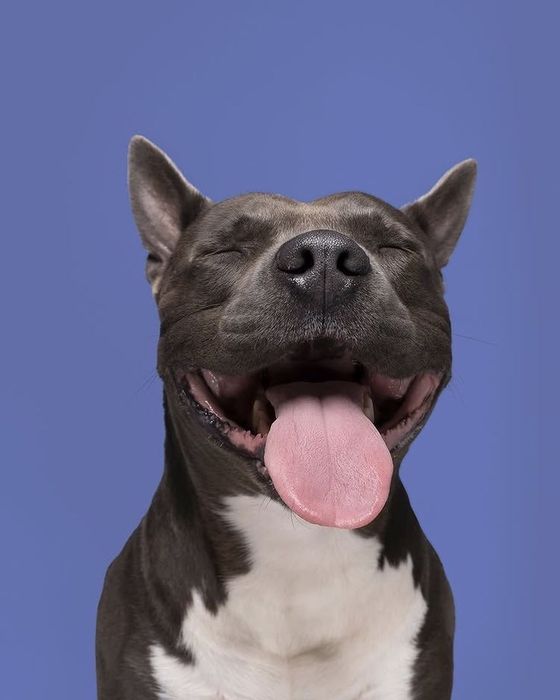 Грумінг-салон Івано-Франківськ! Ми в пошуках моделек для навчання!