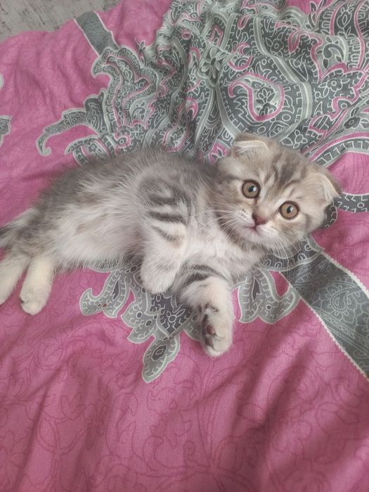 Котики шотландські