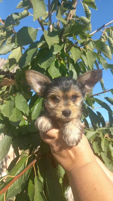 Гарні та грайливі цуценята йорчики