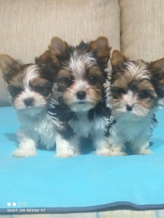 Мальчики и девочки бивер Йорка.