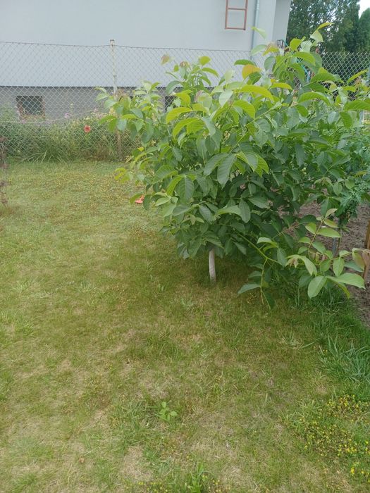 Sadzonki orzecha włoskiego