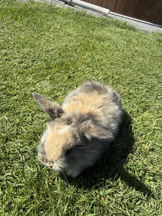 Królik mini lop