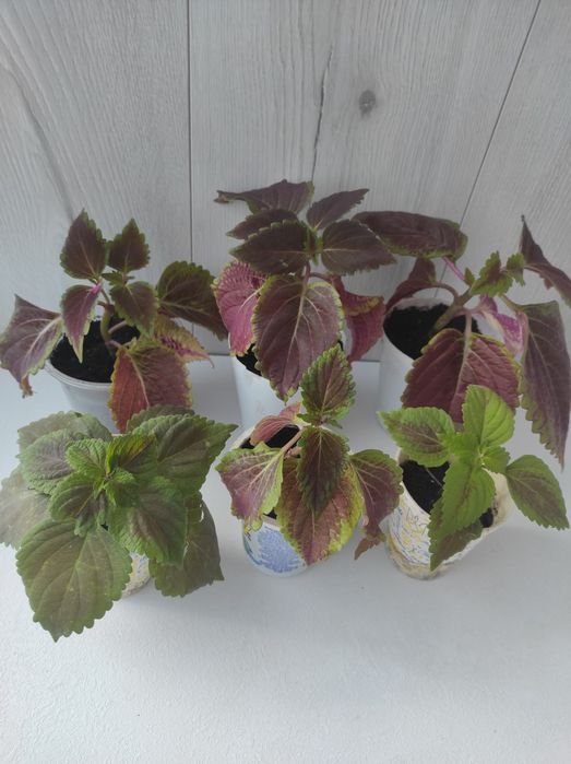 Колеус комнатное растение