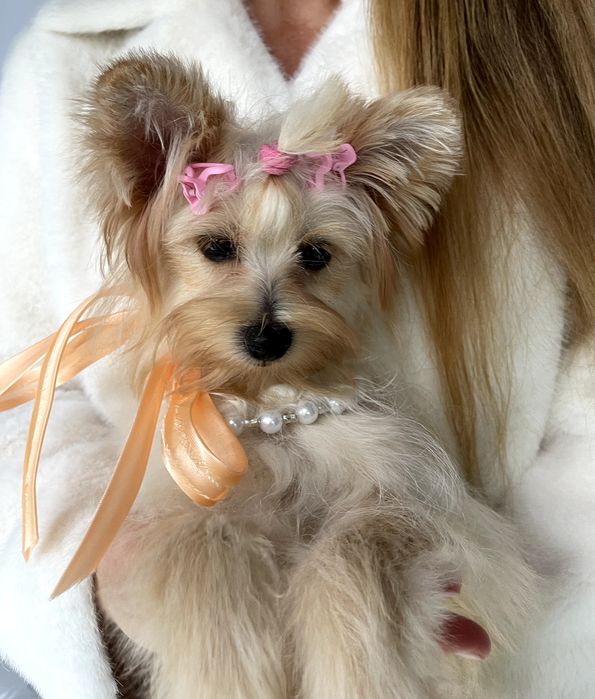 Ідеальна Помапу для вашого дому