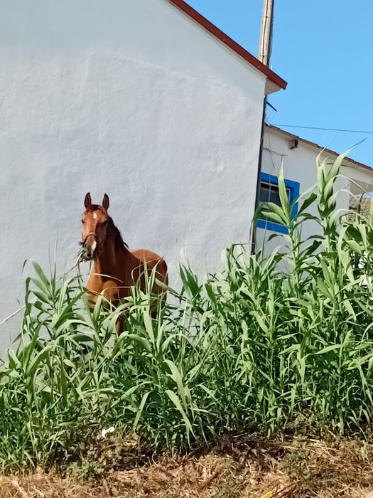 Vendo parelha de éguas