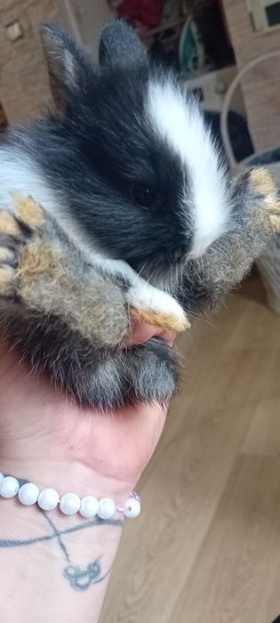 Króliczki miniaturki