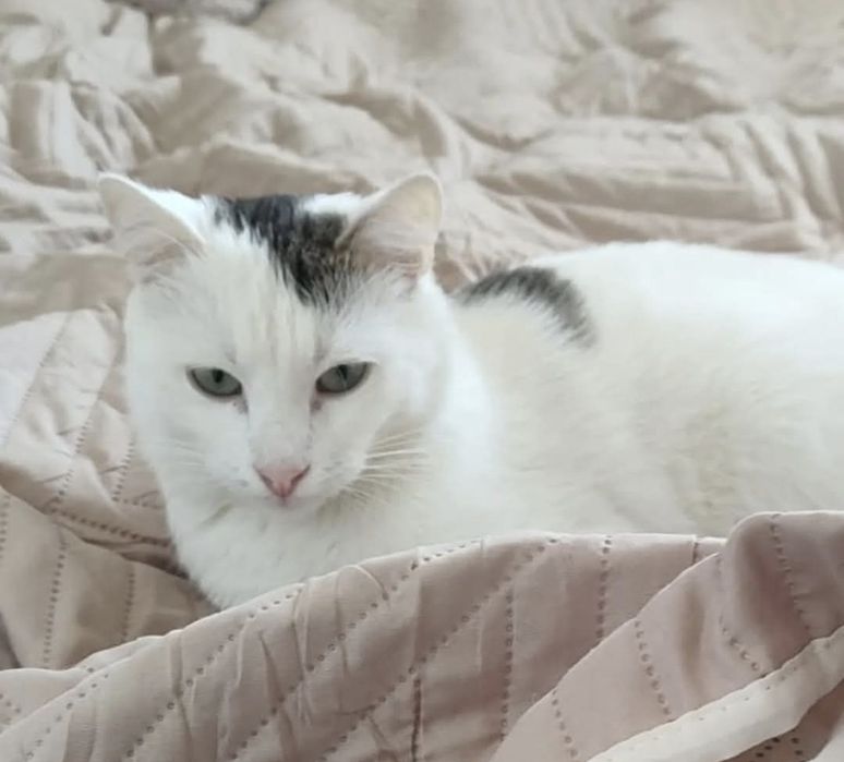 Pilnie szuka domu !!