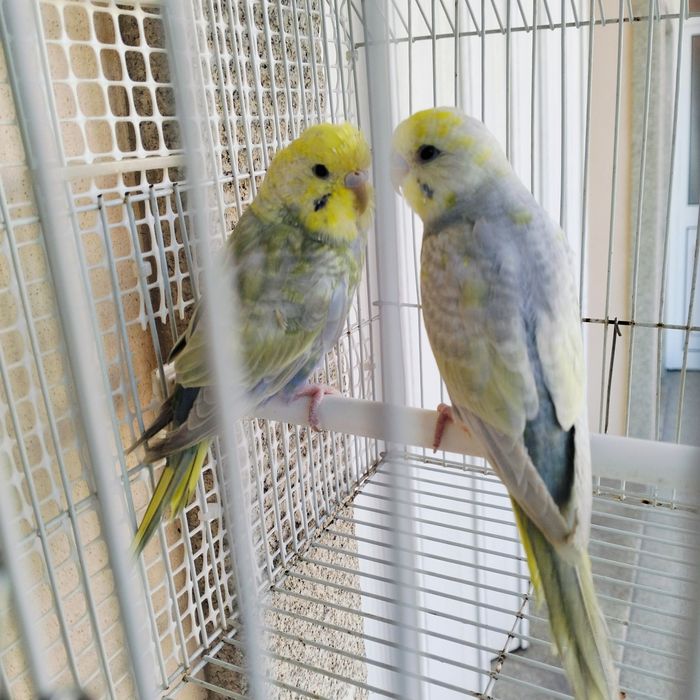 Casais de Piriquitos