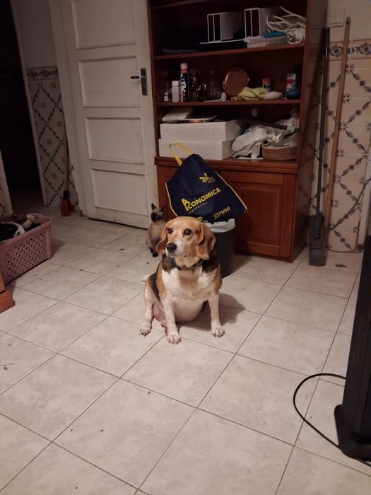 Dou cao amigo e meiho com vacinas