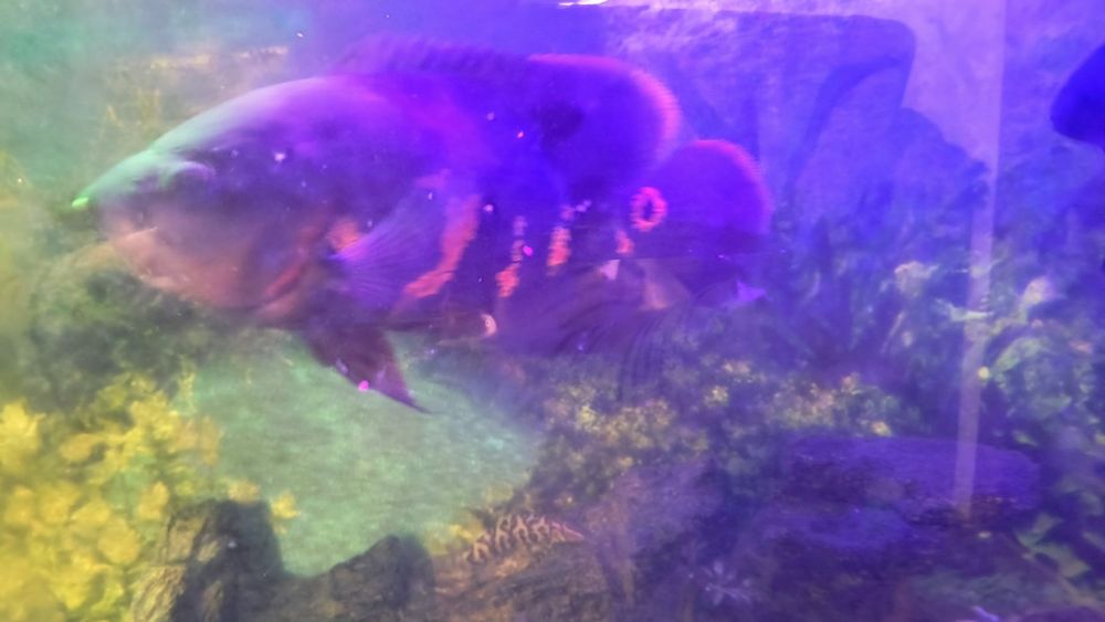 Продам красивого та активного астронатуса. Риба здорова, доглянута, з