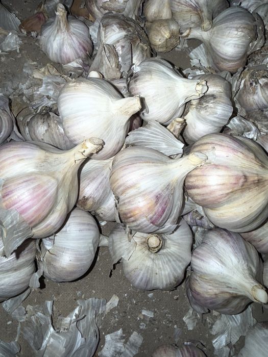 Продам часник, недорого, крупний сорт Любаша