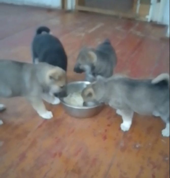 Продам щенят лайка