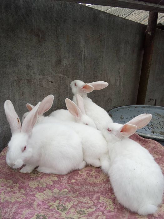 Продам кролі Панон