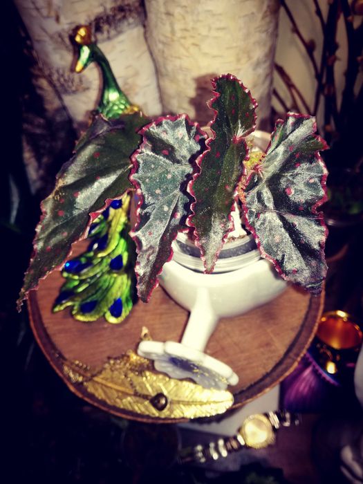 Begonia DarthVaderiana x Amphioxus UNIKAT ! wielka rzadkość roślina kolekcjonerska nie monstera